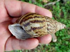 Cochlitoma granulata