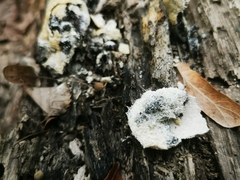 Fuligo cinerea