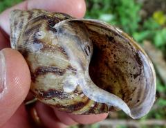 Cochlitoma granulata