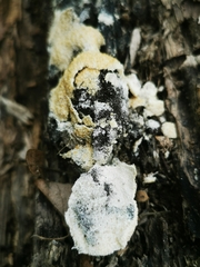 Fuligo cinerea