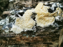 Fuligo cinerea