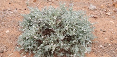 Camphorosmeae