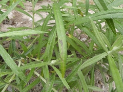 Liriomyza ptarmicae