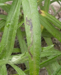 Liriomyza ptarmicae
