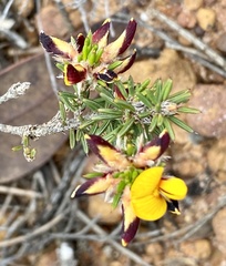 Pultenaea barbata