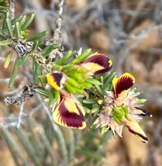 Pultenaea barbata