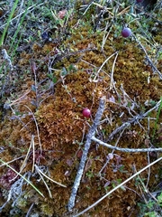 Vaccinium microcarpum