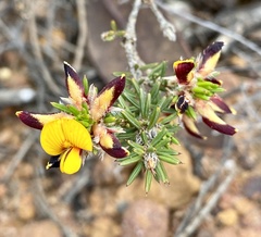 Pultenaea barbata