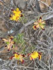 Pultenaea barbata