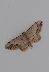 Idaea efflorata