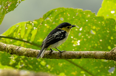 Pachyramphus versicolor