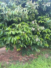 Pterospermum xylocarpum