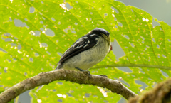 Pachyramphus versicolor