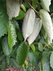 Pterospermum xylocarpum