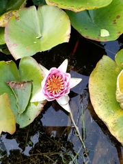 Nymphaea × marliacea