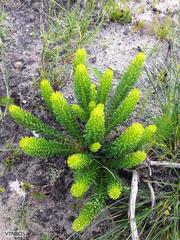 Phylica buxifolia