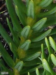 Phylica buxifolia