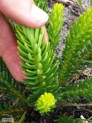 Phylica buxifolia