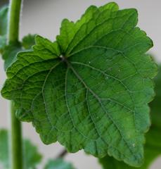 Equilabium petiolare