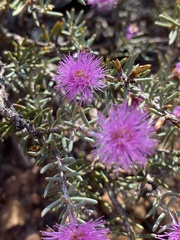 Melaleuca pentagona