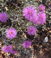 Melaleuca pentagona