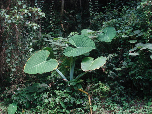 Xanthosoma robustum