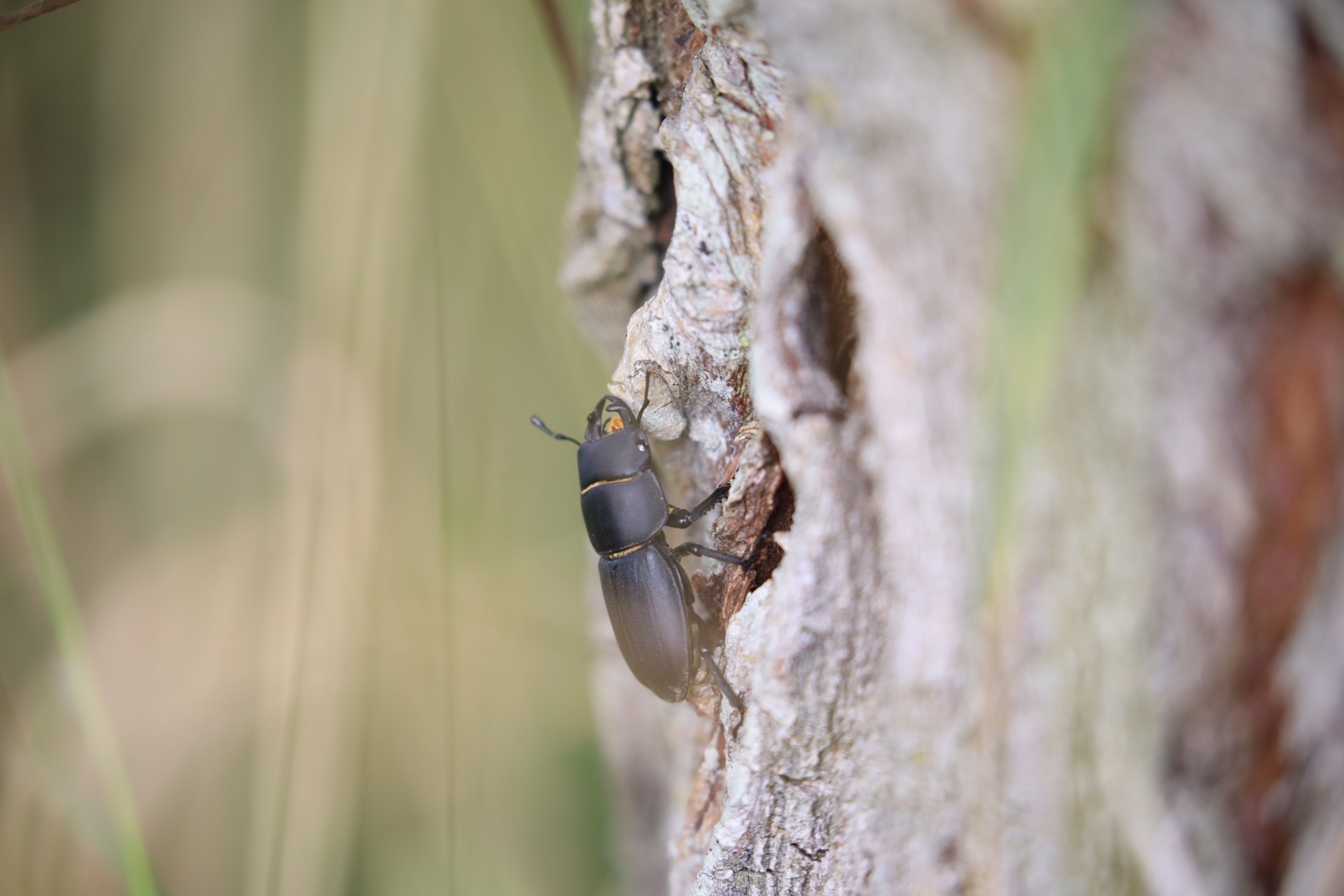 chunky black beetle climbing the trunk of a small tree