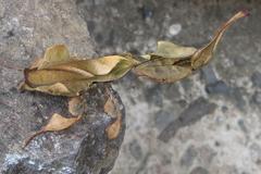 Phyllocrania