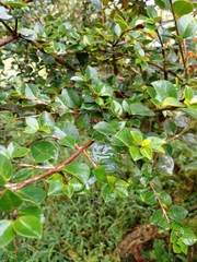 Luma apiculata