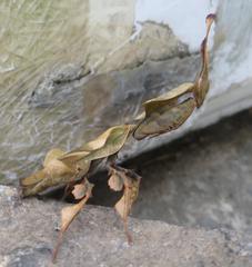 Phyllocrania