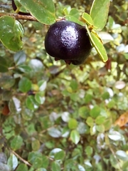 Luma apiculata