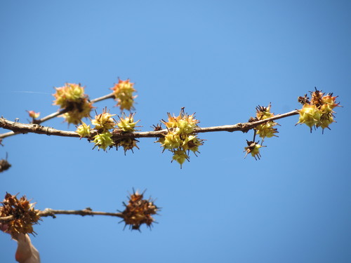 Image of Terminalia anogeissiana by no rights reserved