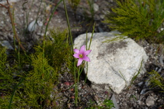 Romulea dichotoma