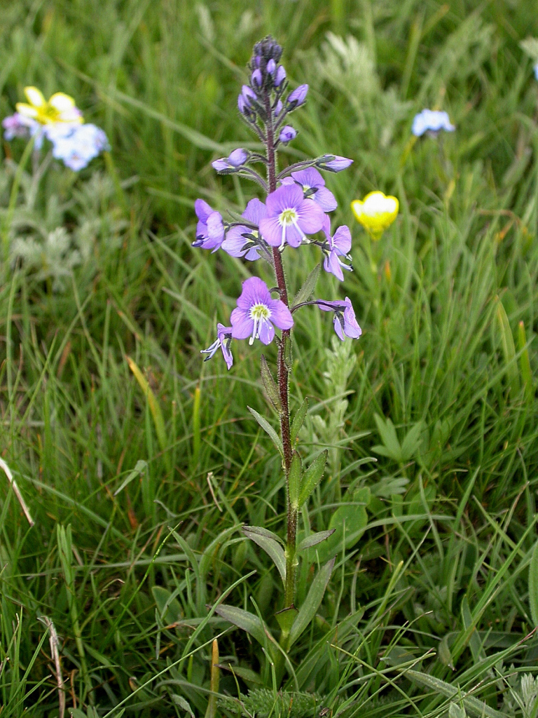 Veronica gentianoides