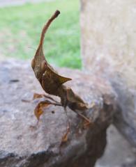 Phyllocrania