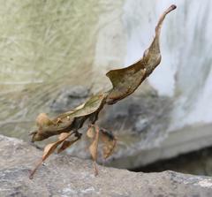 Phyllocrania