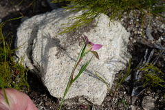 Romulea dichotoma