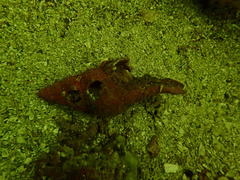 Lugubrilaria lugubris
