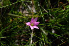 Romulea dichotoma