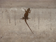 Sceloporus formosus