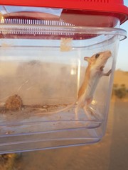 Gerbillus cheesmani
