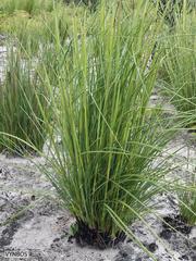 Capeochloa cincta cincta