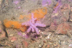 Chironephthya