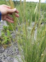 Capeochloa cincta cincta