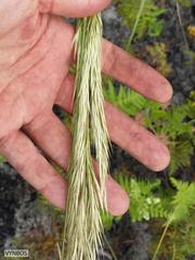 Capeochloa cincta cincta