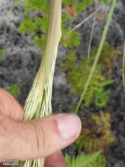Capeochloa cincta cincta