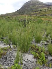 Capeochloa cincta cincta