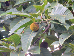 Neolamarckia cadamba