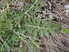 Platycarpha glomerata