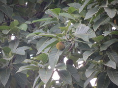 Neolamarckia cadamba